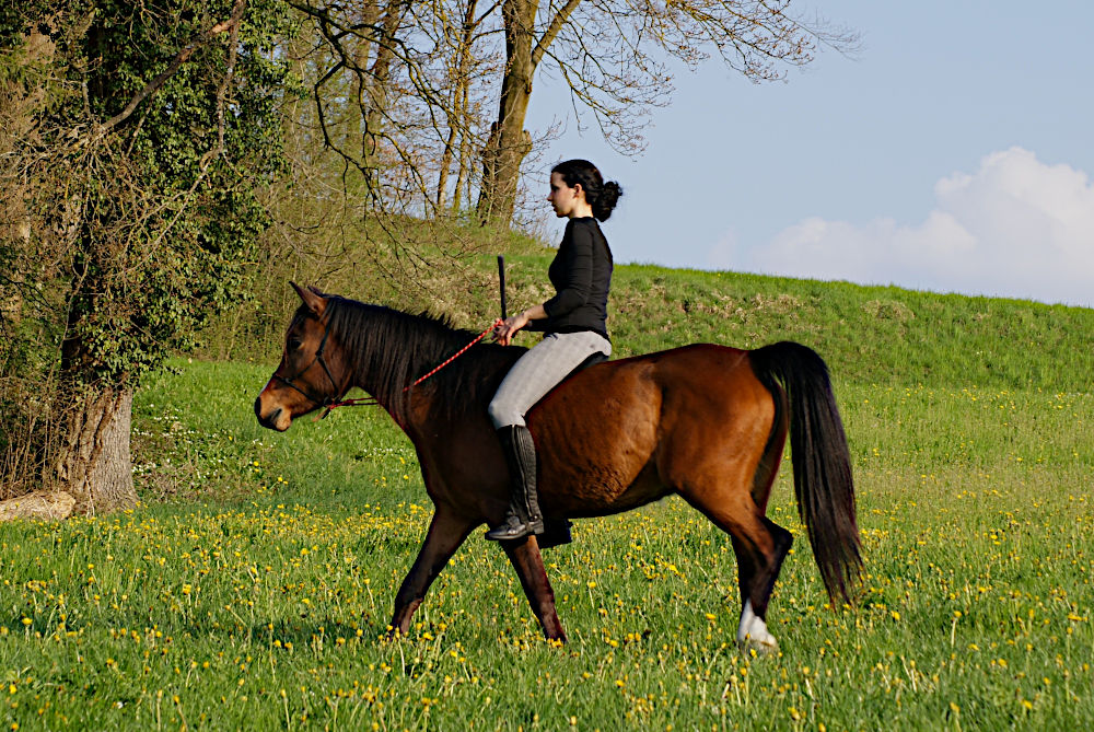 Reitcoach reitet ohne Sattel entspannt über eine Wiese