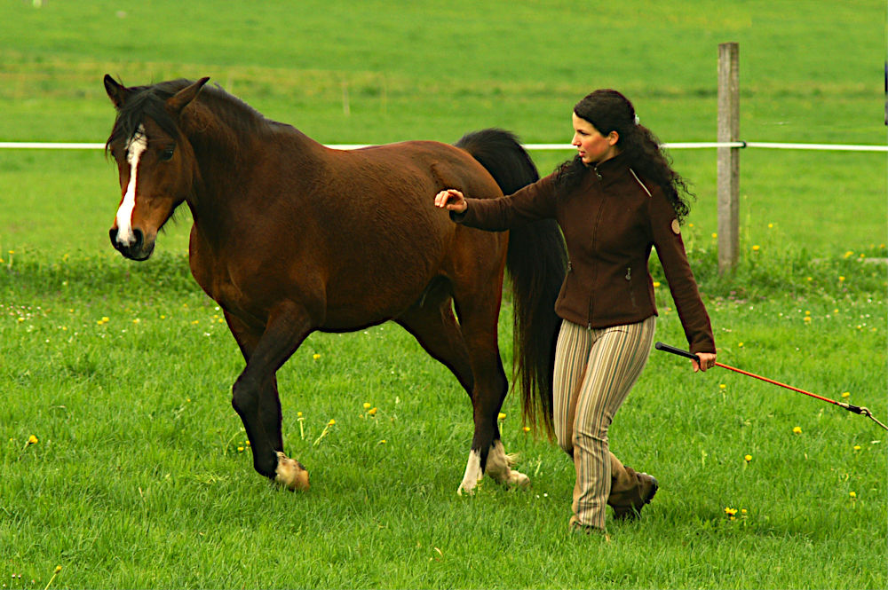 Reitcoach führt Pferd ohne Zaumzeug nur mit Handzeichen